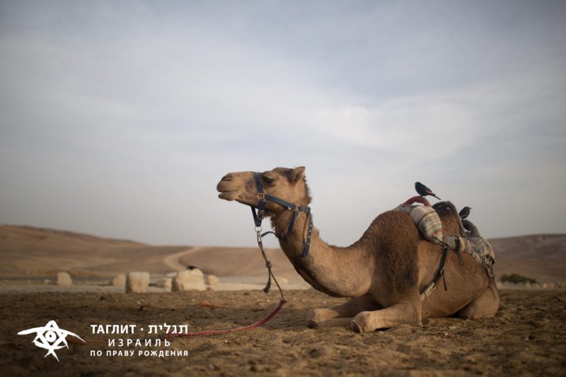 Как за 10 дней увидеть весь Израиль бесплатно. Изображение номер 9 Как за 10 дней увидеть весь Израиль бесплатно. Изображение номер 9