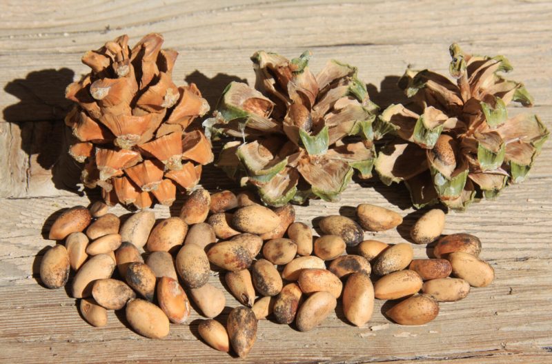 Самые полезные орехи и семена: 8 питательных рецептов. Изображение номер 7