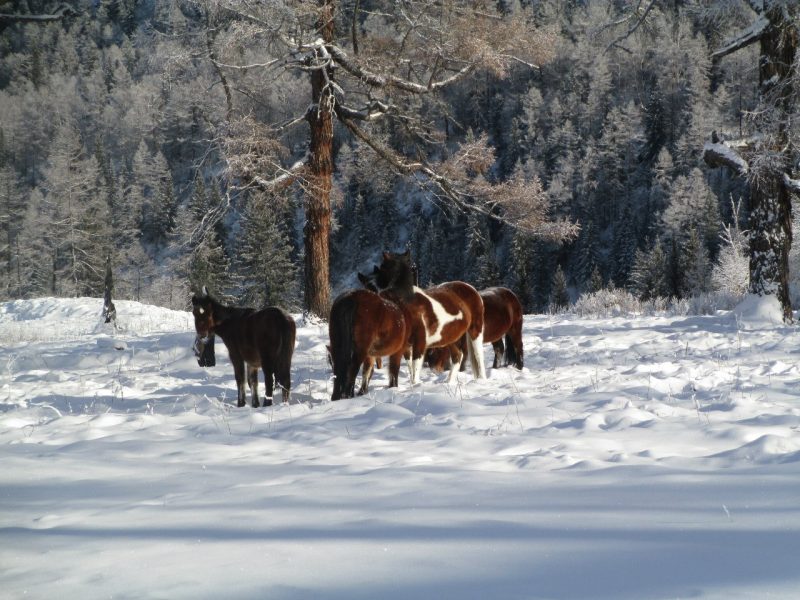 Выйти из зоны комфорта: зимнее восхождение на Белуху. Изображение номер 4