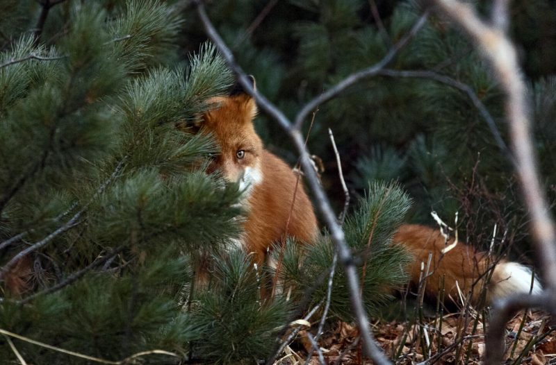Сила территории: Россия, которую вы не видели. Изображение номер 10