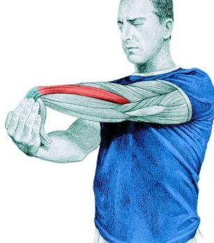 10 упражнений на растяжку: как мышцы тянутся на самом деле. Часть II. Изображение номер 5