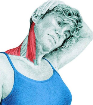 10 упражнений на растяжку: как мышцы тянутся на самом деле. Часть II. Изображение номер 4