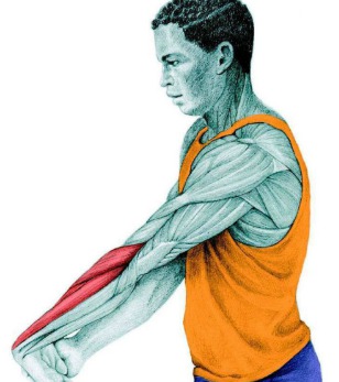 10 упражнений на растяжку: как мышцы тянутся на самом деле. Часть II. Изображение номер 6