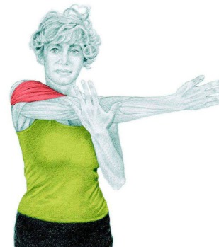 10 упражнений на растяжку: как мышцы тянутся на самом деле. Часть II. Изображение номер 7
