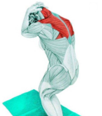 10 упражнений на растяжку: как тянутся мышцы спины и живота на самом деле. Изображение номер 1