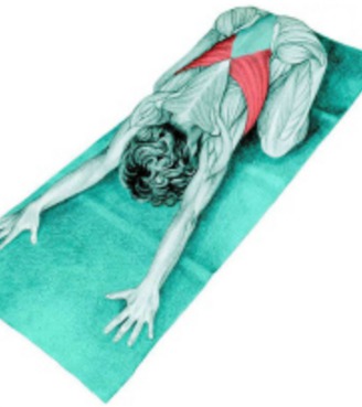 10 упражнений на растяжку: как тянутся мышцы спины и живота на самом деле. Изображение номер 4