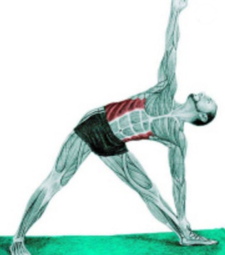10 упражнений на растяжку: как тянутся мышцы спины и живота на самом деле. Изображение номер 10