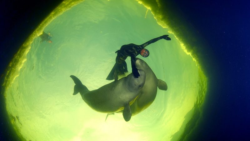 На фестивале документального кино Ecocup покажут нашумевший фильм о международной торговле морскими млекопитающими. Изображение номер 1