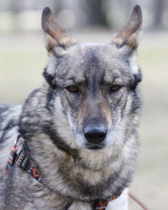 Приют «Дубовая роща» приглашает на выставку собак. Изображение номер 4