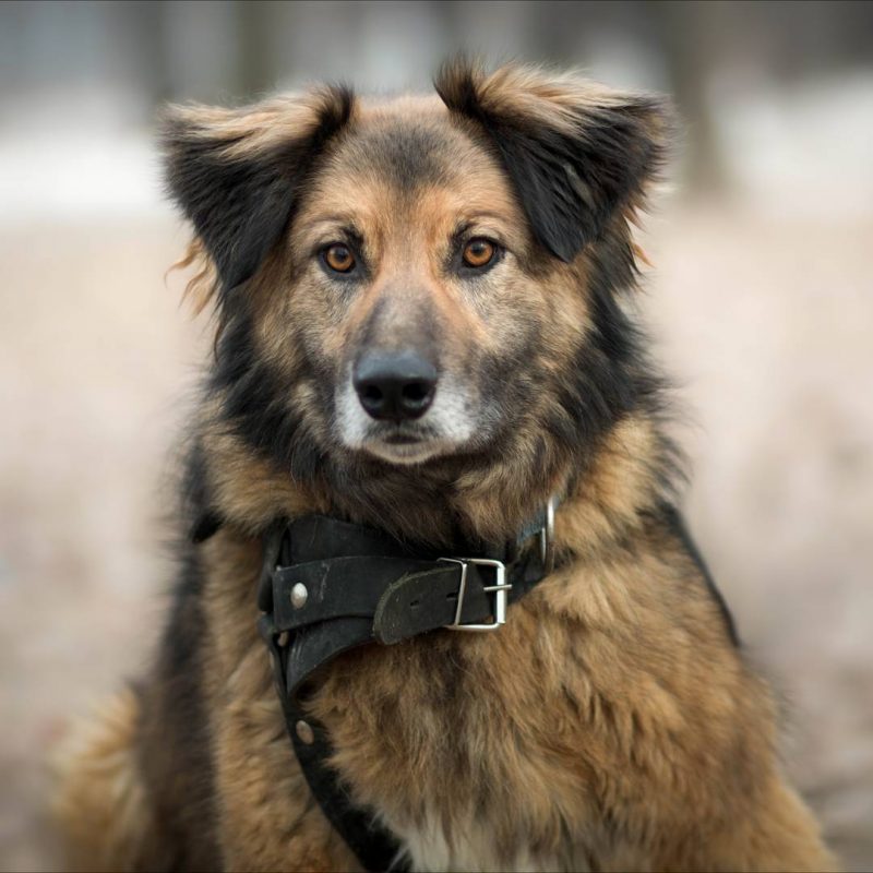 Приют «Дубовая роща» приглашает на выставку собак. Изображение номер 6