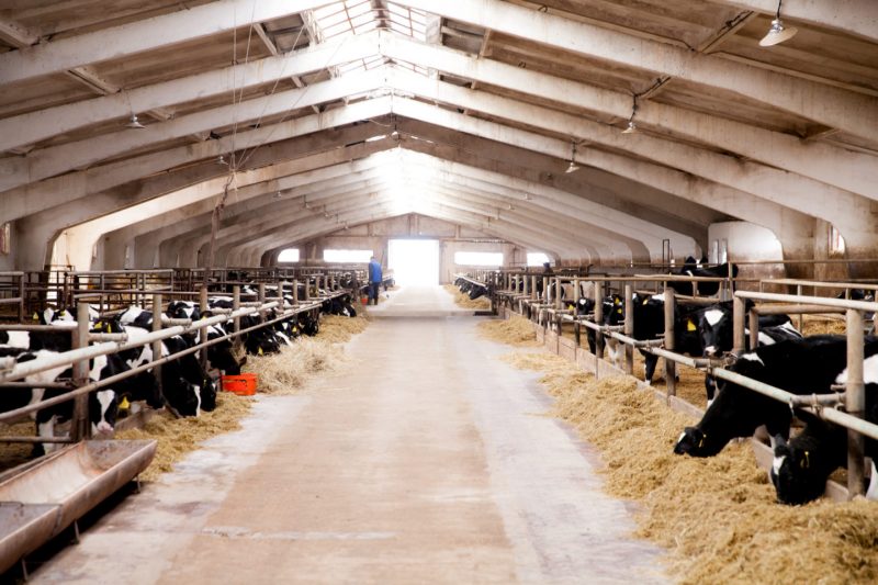 6 фактов о молочной продукции, о которых вы не знали. Изображение номер 5