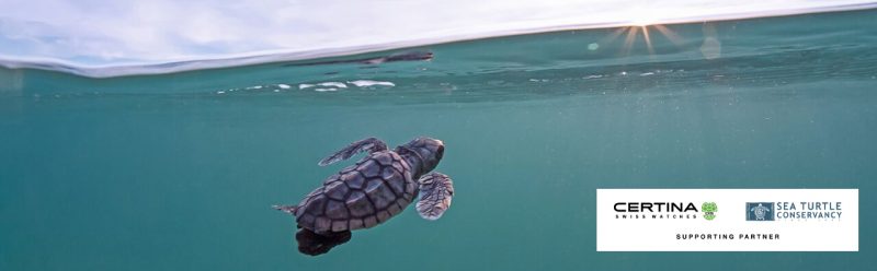 Certina присоединился к борьбе за сохранение морских черепах. Изображение номер 1