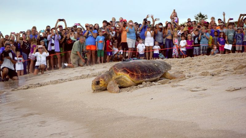 Certina присоединился к борьбе за сохранение морских черепах. Изображение номер 2