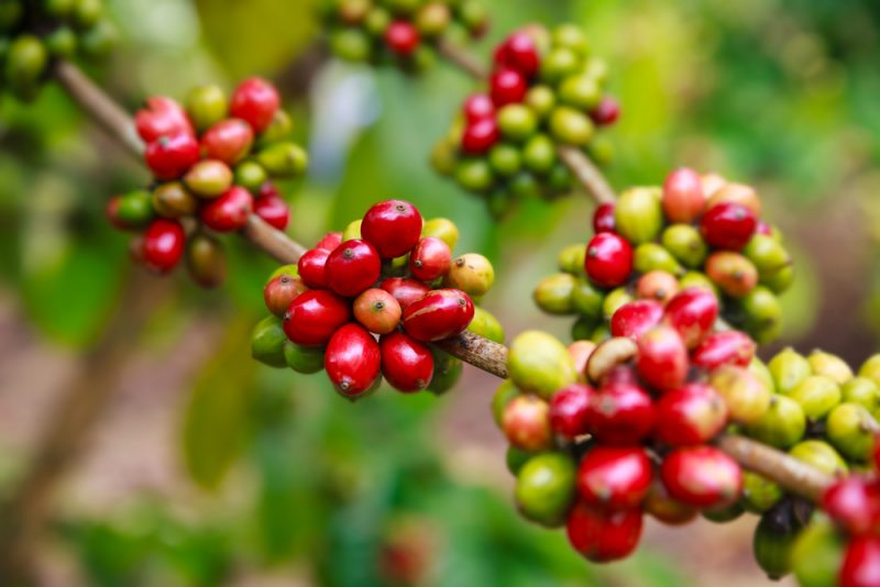 Всё, что вы хотели знать о кофе: виды зёрен и как их правильно выбрать в магазине. Изображение номер 3