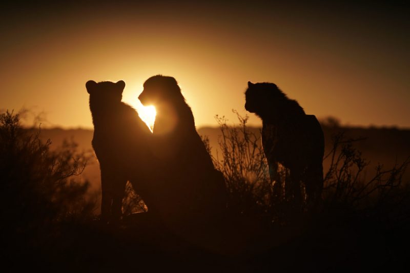 National Geographic и МТС запустили инициативу «Наш дом — планета Земля». Изображение номер 1