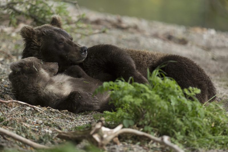 National Geographic и МТС запустили инициативу «Наш дом — планета Земля». Изображение номер 7