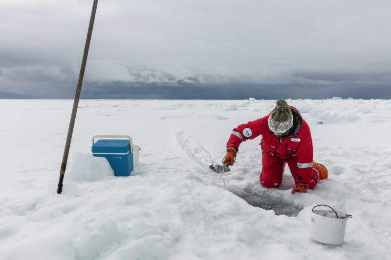 Есть ли жизнь в Арктике: рассказ учёного-полярника. Изображение номер 5