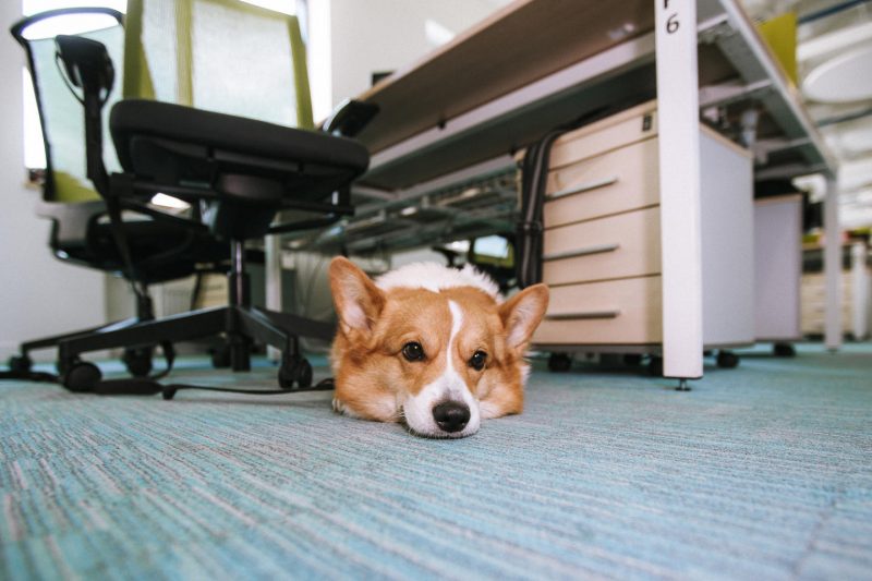 На работу с собакой: почему российские компании разрешают сотрудникам брать питомцев в офис. Изображение номер 1