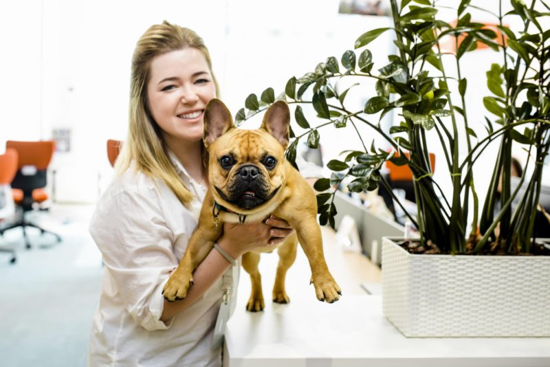 На работу с собакой: почему российские компании разрешают сотрудникам брать питомцев в офис. Изображение номер 4