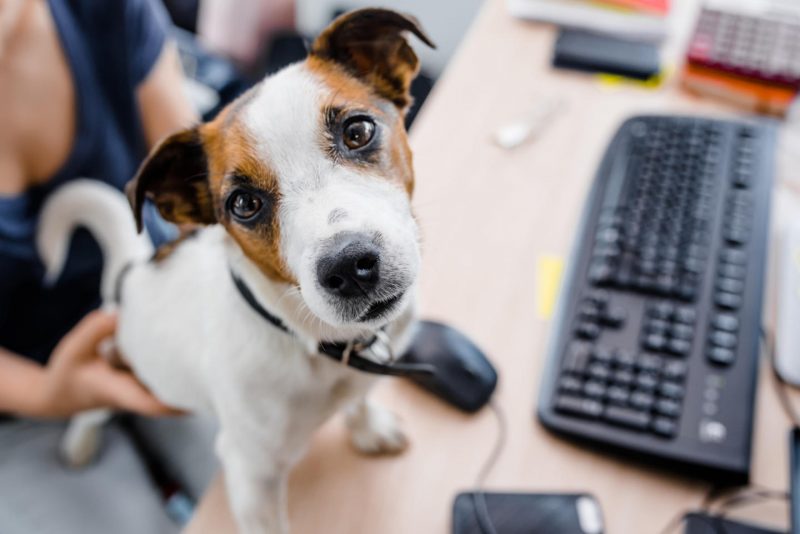 На работу с собакой: почему российские компании разрешают сотрудникам брать питомцев в офис. Изображение номер 3