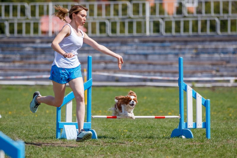 Четвероногий тренер: как заниматься спортом с собакой. Изображение номер 2
