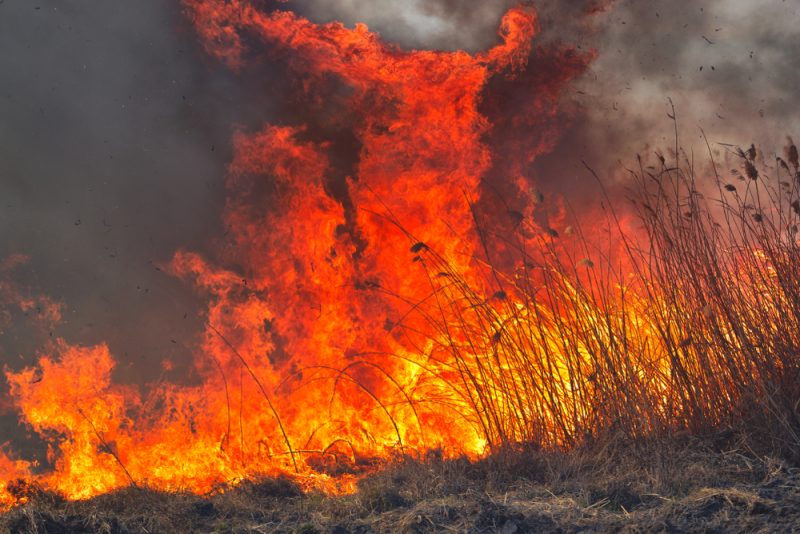«Моё — это вся планета»: почему люди становятся добровольными лесными пожарными и как они спасают лес от огня. Изображение номер 2