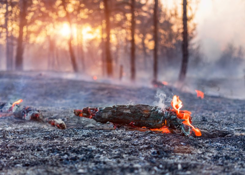 «Моё — это вся планета»: почему люди становятся добровольными лесными пожарными и как они спасают лес от огня. Изображение номер 4