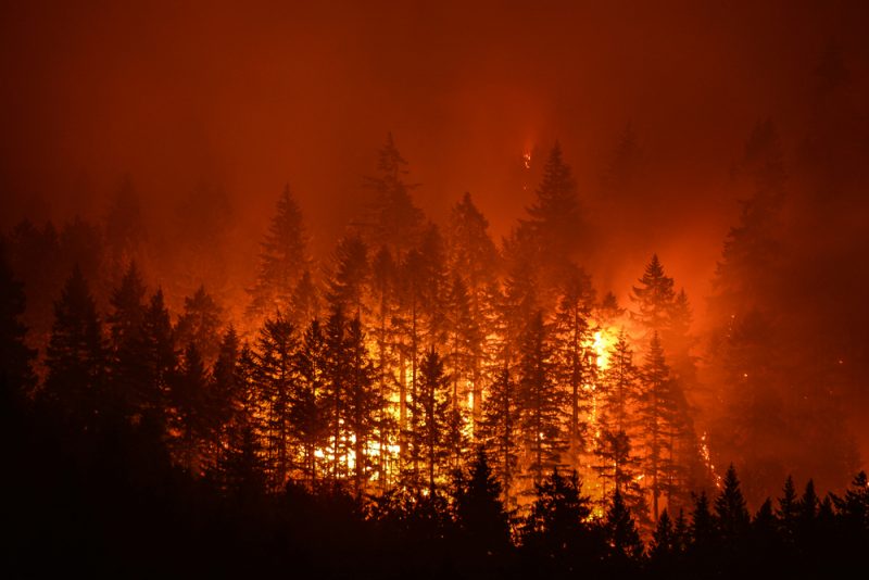 «Моё — это вся планета»: почему люди становятся добровольными лесными пожарными и как они спасают лес от огня. Изображение номер 7