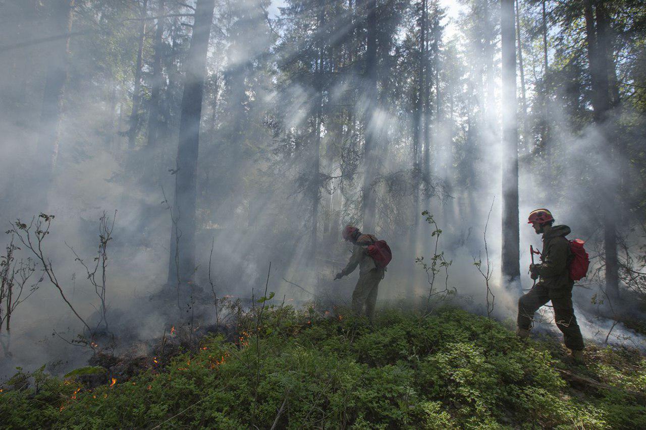Greenpeace открыл фотовыставку о лесных пожарах. Изображение номер 1
