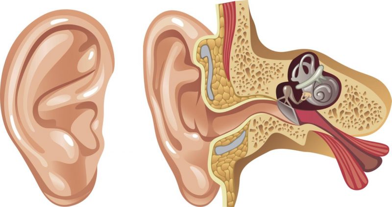 Что делать, если заложило ухо: причины и лечение. Изображение номер 1