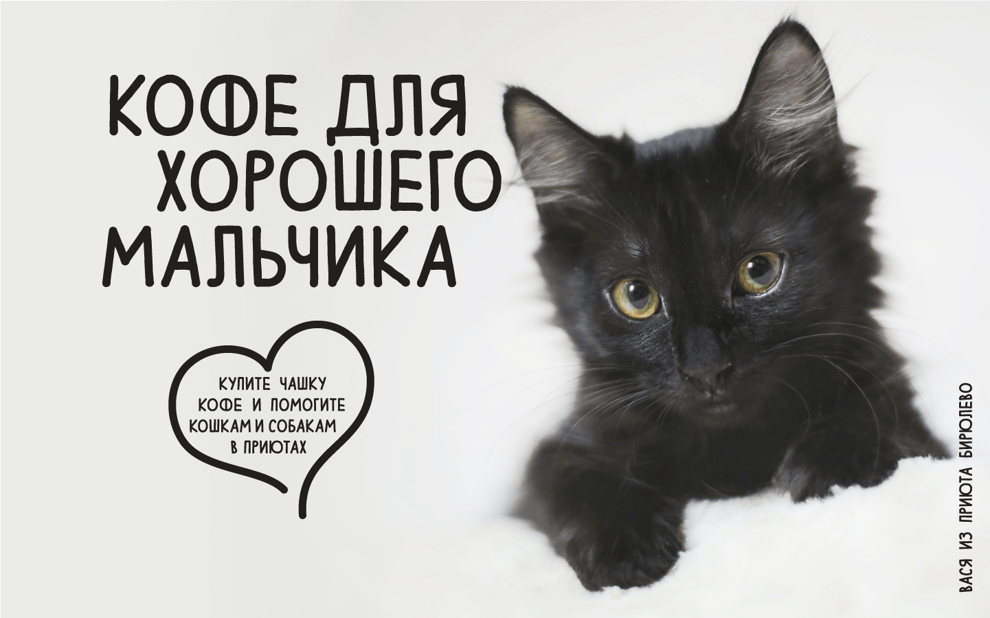 В кофейнях Москвы и Санкт-Петербурга пройдёт акция в поддержку бездомных животных. Изображение номер 1