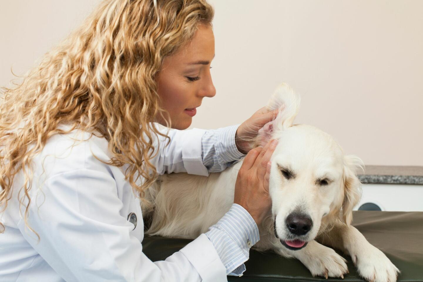 В 12 городах России будет организован бесплатный ветеринарный осмотр для собак. Изображение номер 1