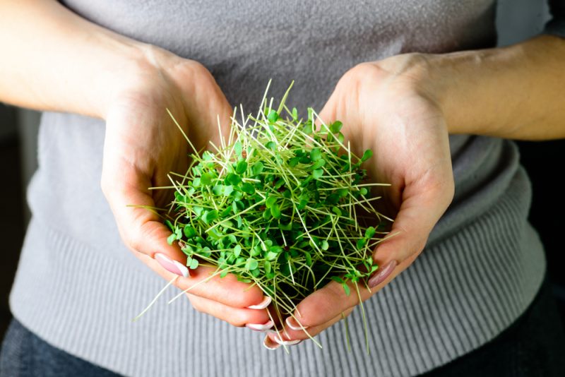 Чем полезна микрозелень и как её вырастить в домашних условиях. Изображение номер 4