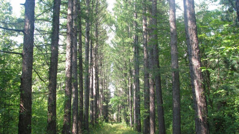 Куда пойти с детьми: 5 маршрутов загородных походов на один-два дня. Изображение номер 23