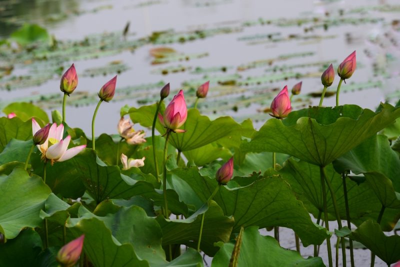 Долина лотосов: почему в августе нужно побывать в дельте Волги. Изображение номер 3