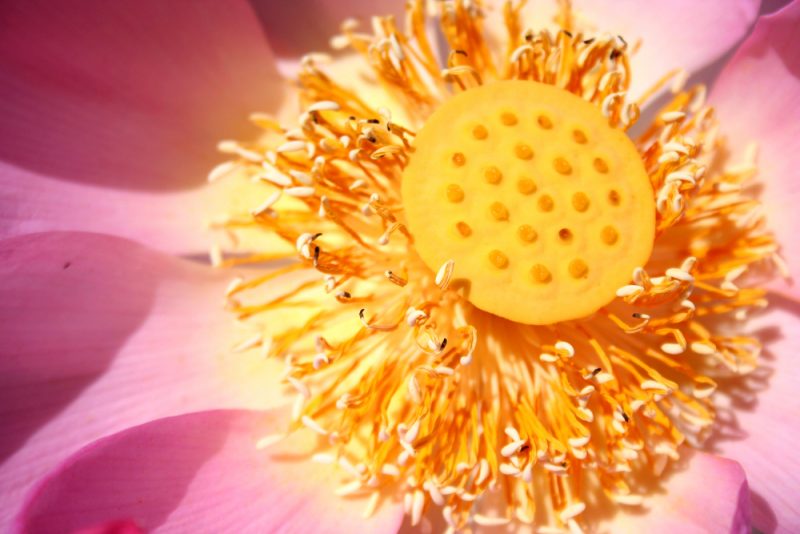 Долина лотосов: почему в августе нужно побывать в дельте Волги. Изображение номер 5