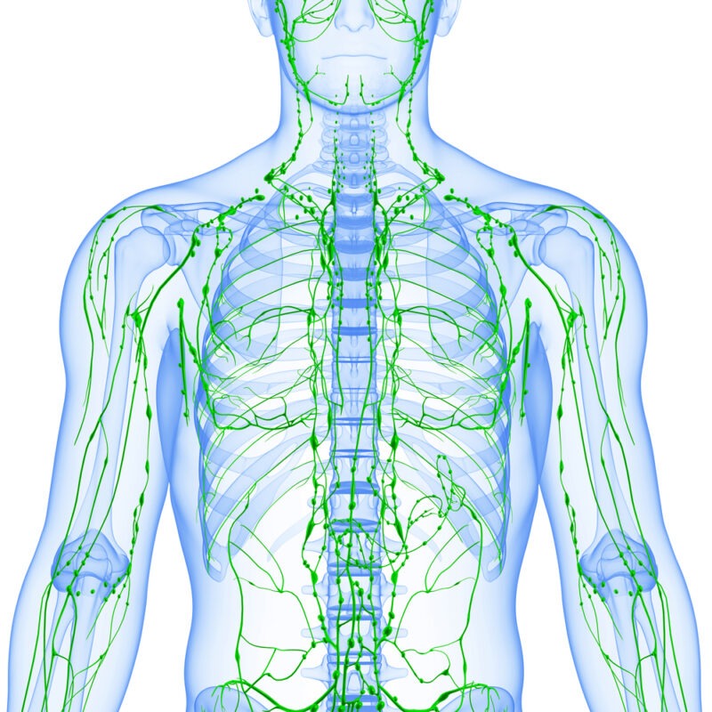 Лимфодренажный массаж тела: что это такое и в чём его польза. Изображение номер 1