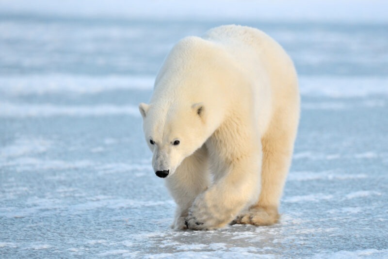 Всемирный фонд дикой природы представил адвент-календарь в защиту белого медведя. Изображение номер 1